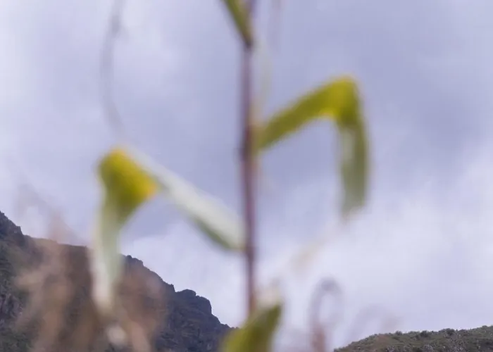 Rumi Wasi - Calca